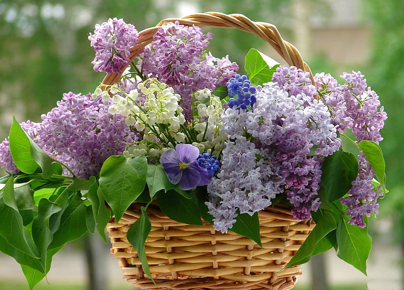 canasta de lilas ***, flores, naturaleza, lilas, canasta, Fondo de pantalla  HD | Peakpx