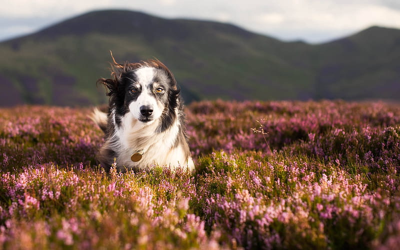 Border Collie, lavender, pets, cute animals, black white border collie, meadow, dogs, Border Collie Dog, HD wallpaper