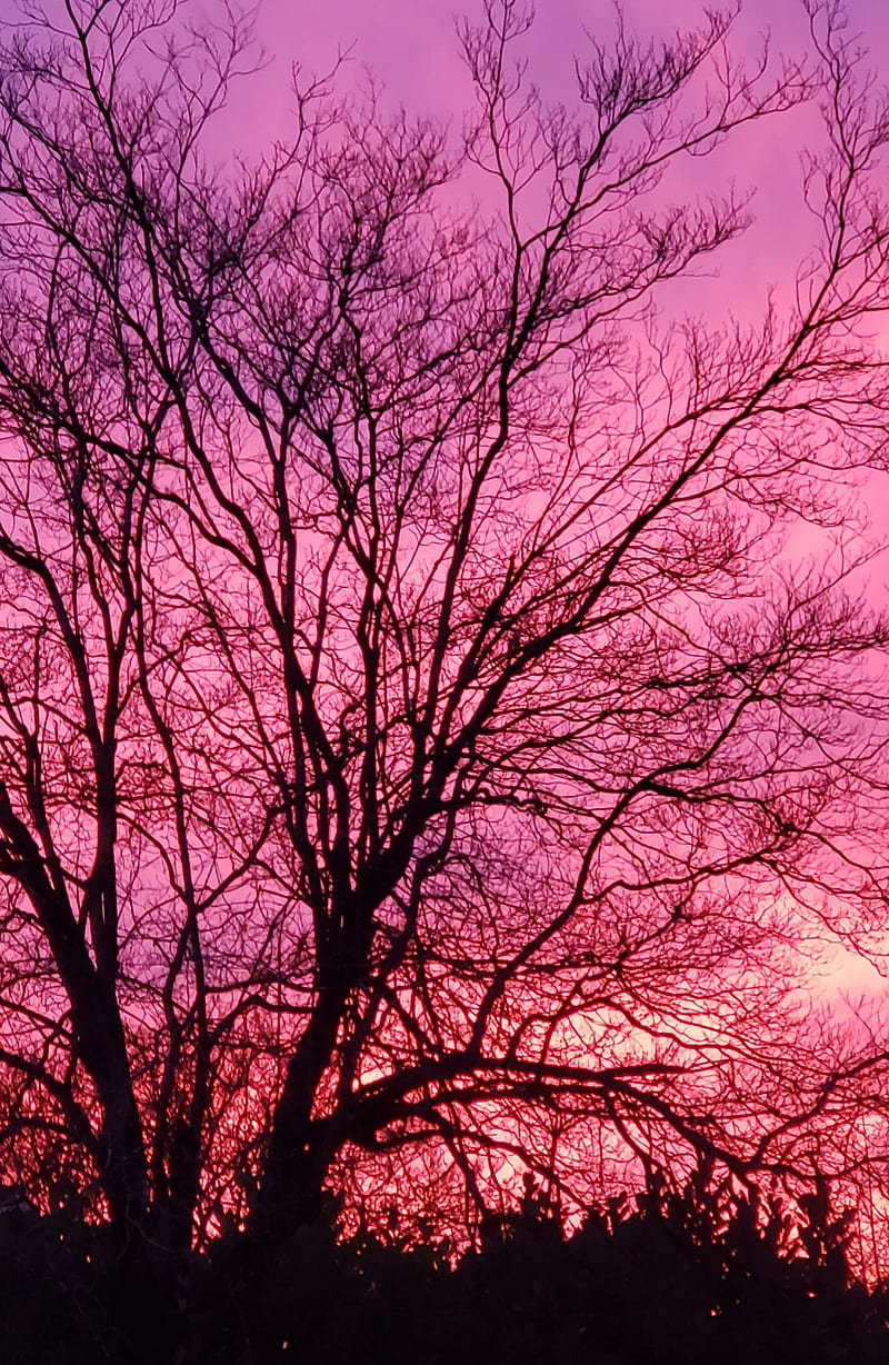 Pink sunset, sky, pink, tree, nature, pollution, pretty, HD phone wallpaper  | Peakpx