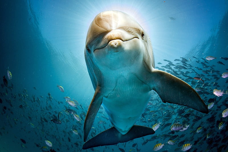 Dolphin , dolphin, ocean, fish, animals, HD wallpaper