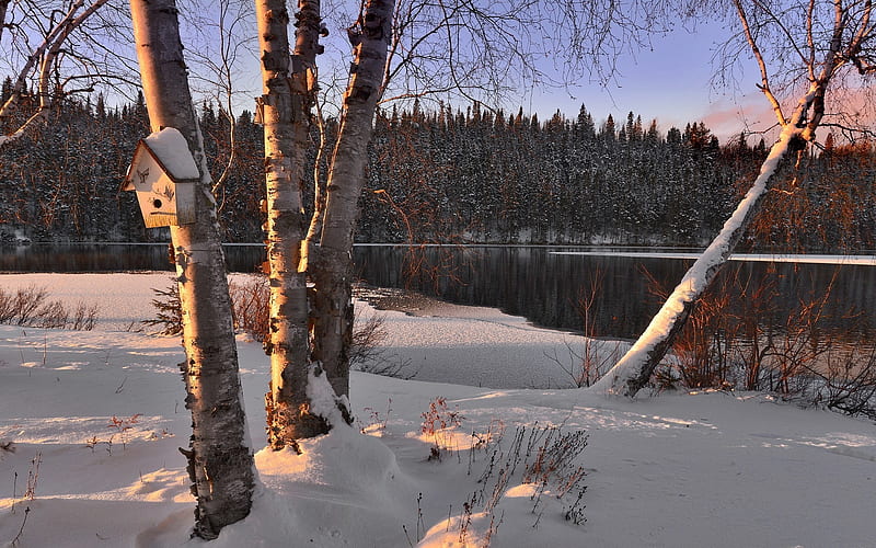 Winter Landscape, birches, snow, nest box, winter, HD wallpaper