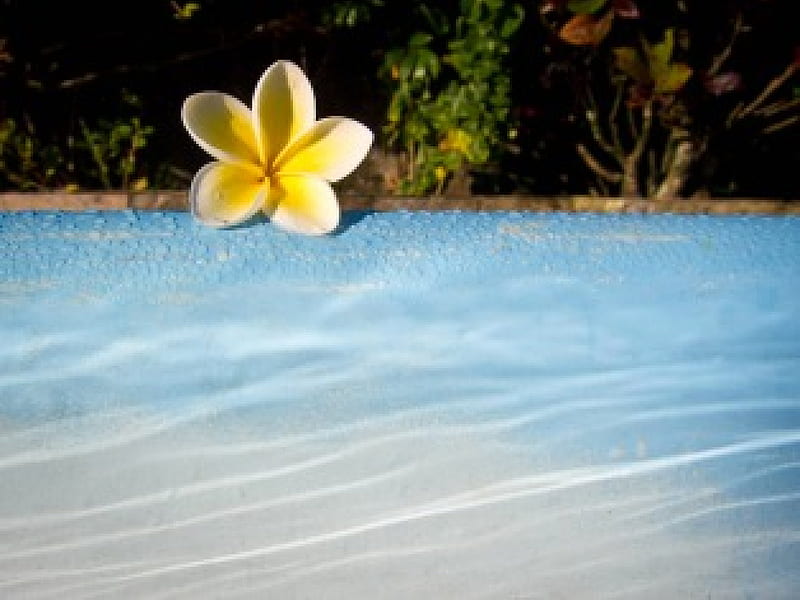 Plumeria by a Swimming Pool, exotic, hawaii, plumeria, yellow, pool, water, frangipani, flower, tropical, swimming, hawaiian, blue, HD wallpaper