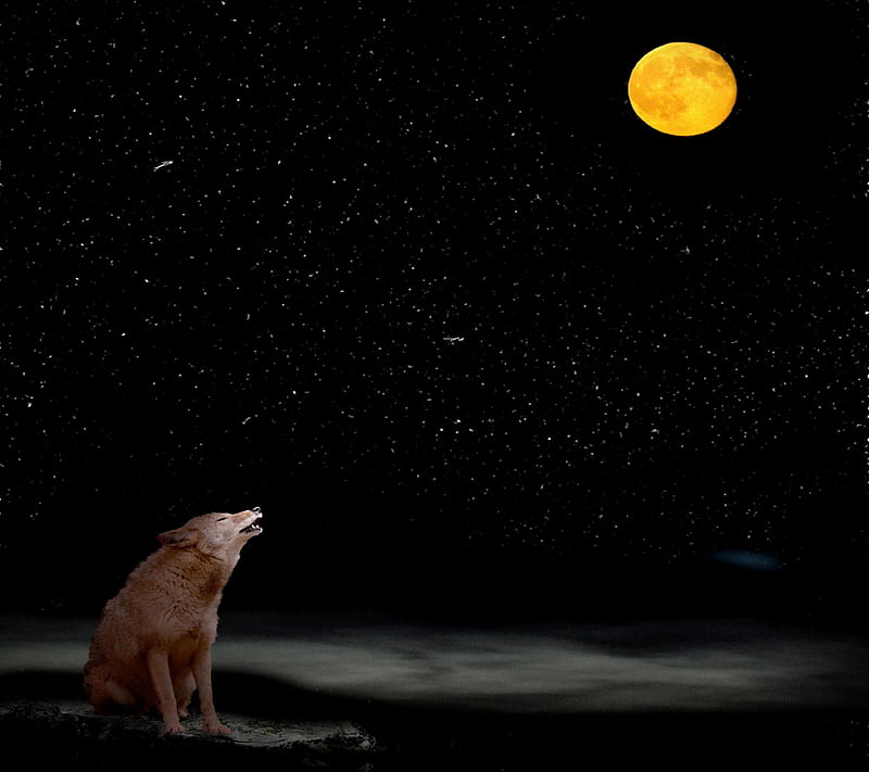 Wolf Moonlight, moonlight, night, sky, starry, wolf, HD wallpaper
