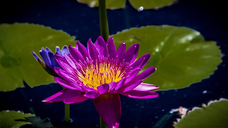 Purple water lilly, Water, Purple, Lilly, Blossom, HD wallpaper