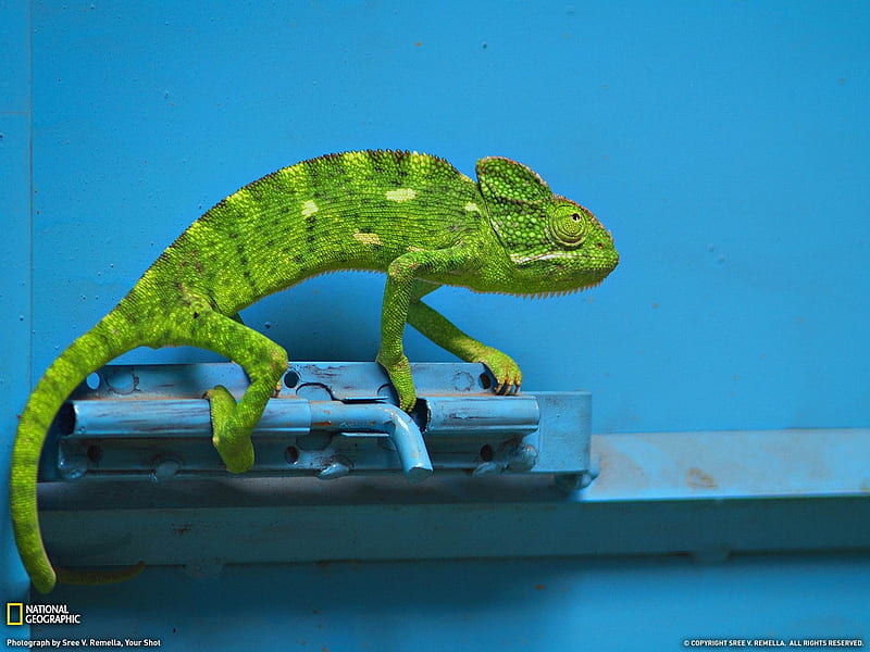 Chameleon India-National Geographic, HD wallpaper