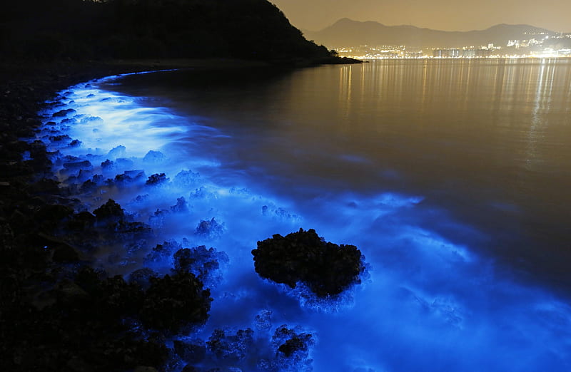 Bioluminescent Phytoplankton, beach, ocean, sea, blue, night, HD wallpaper