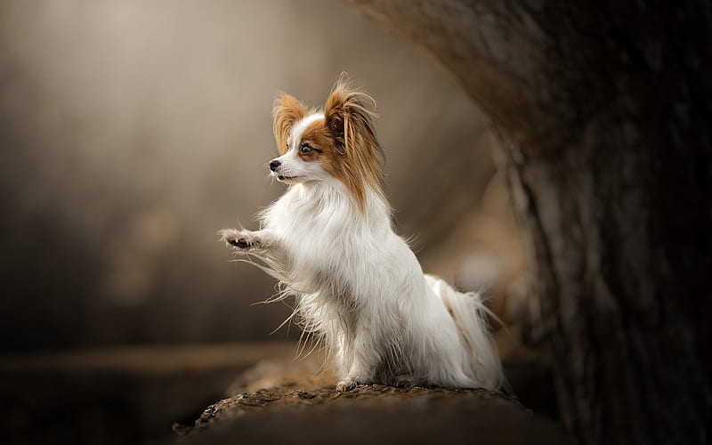 Papillon, small dog, domestic pet, wood, Continental toy spaniel, dog breeds, HD wallpaper