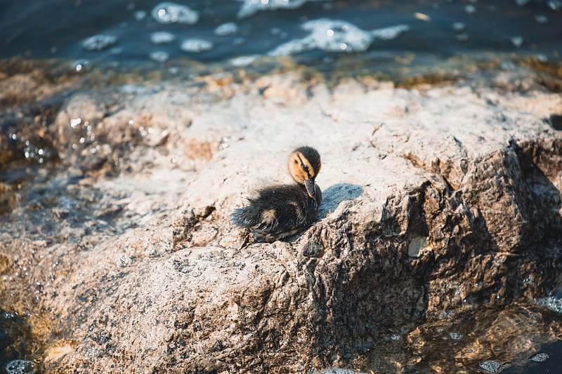 black duck on stone near body of water, HD wallpaper