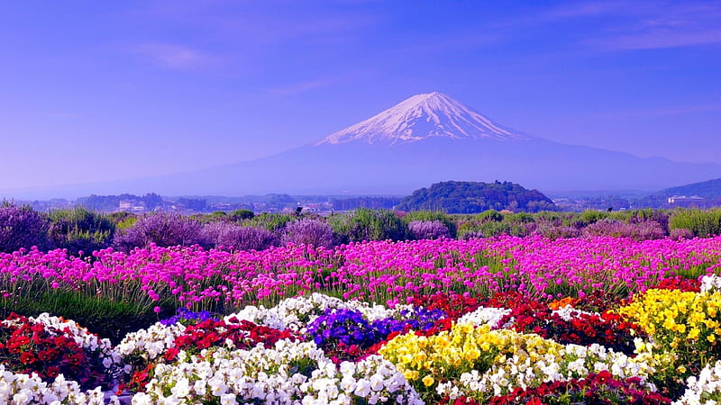 Spring In Japan, mount, flowers, nature, spring, fuji, field, HD wallpaper
