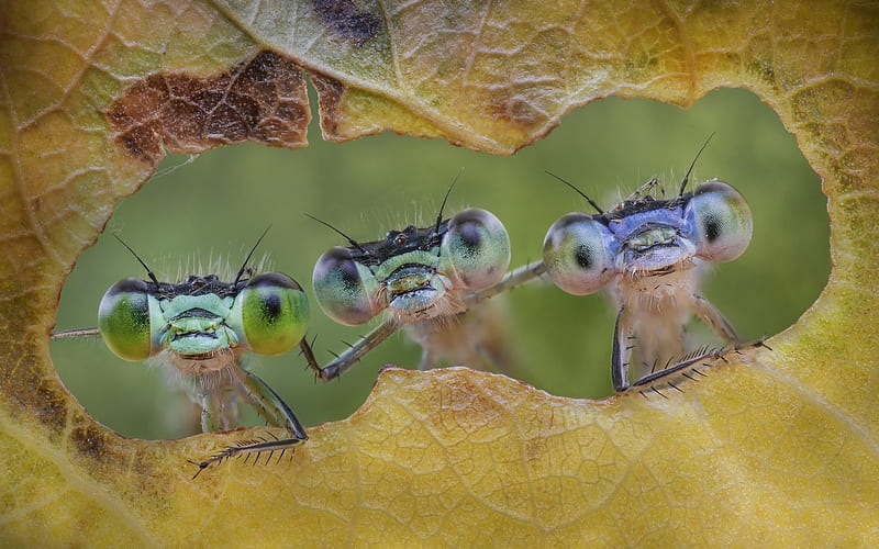 :D, green, trio, insect, dragonfly, funny, eyes, leaf, HD wallpaper