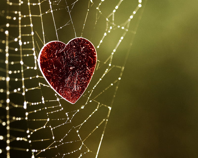 Trapped Heart, broken, heart, love, net, spider, web, HD wallpaper