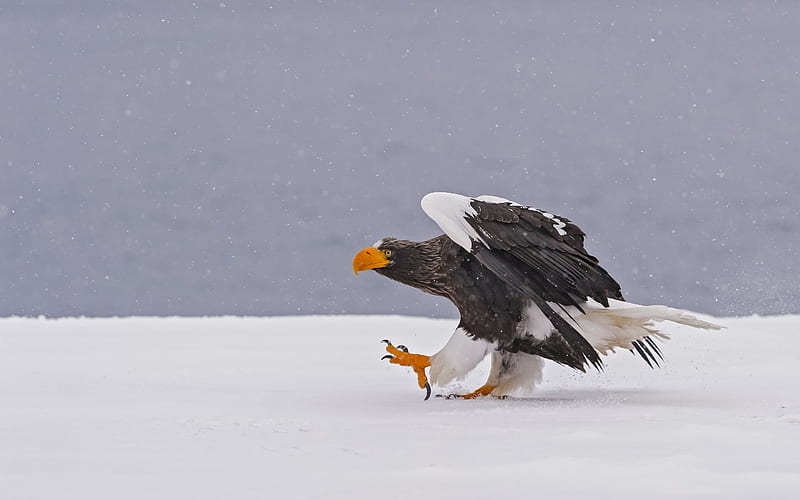 winter, Stellers sea eagle, predator, snow, HD wallpaper