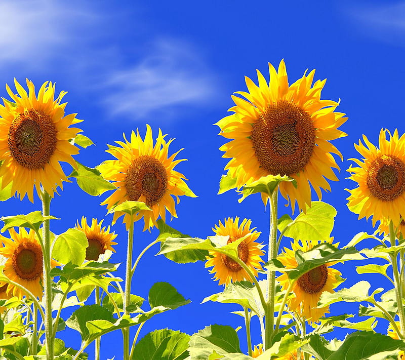 Field Sunflowers, bonito, good, look, nice, HD wallpaper