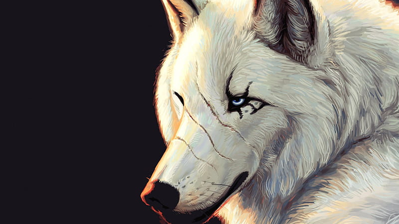 Battle Wounds, scars, wolf, white, wounds, HD wallpaper