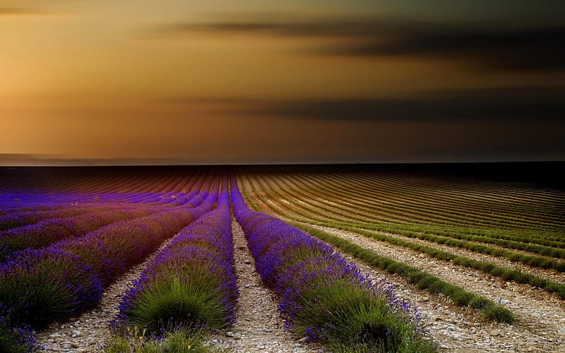 Provence, France lavender, field, sunset, HD wallpaper