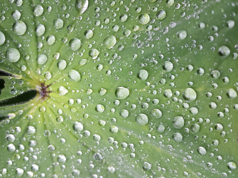 water droplet on green leaf, HD wallpaper