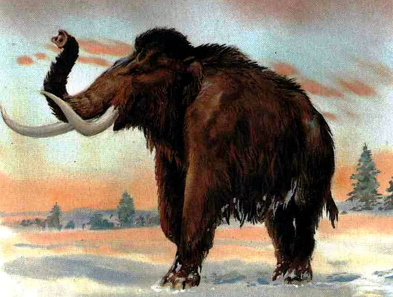 Mastadon, prehistoric elephant, huge, extinct, HD wallpaper