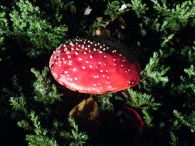 Fly Agaric / Polka Mushroom / Fliegenpilz, polka mushroom, red cap, mushroom, fly agaric, red poisonous, polka, graphy, poisonous, flower, polka mushrooms, mushrooms, deadly, venomous, HD wallpaper