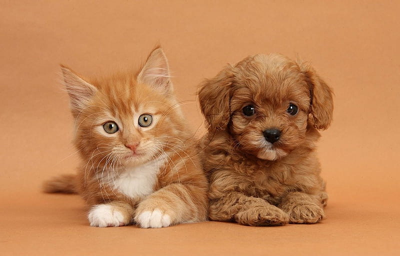 kitty and puppy, cats, animals, kitty, puppy, HD wallpaper
