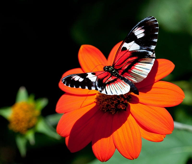 Flower and Butterfly, nature, HD wallpaper | Peakpx