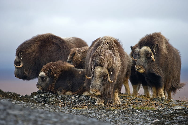 Musk oxen, Russia, ovibos moschatus, Wrangel Island, HD wallpaper