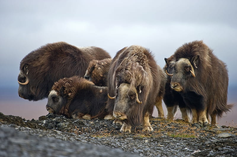 Musk oxen, Russia, ovibos moschatus, Wrangel Island, HD wallpaper | Peakpx