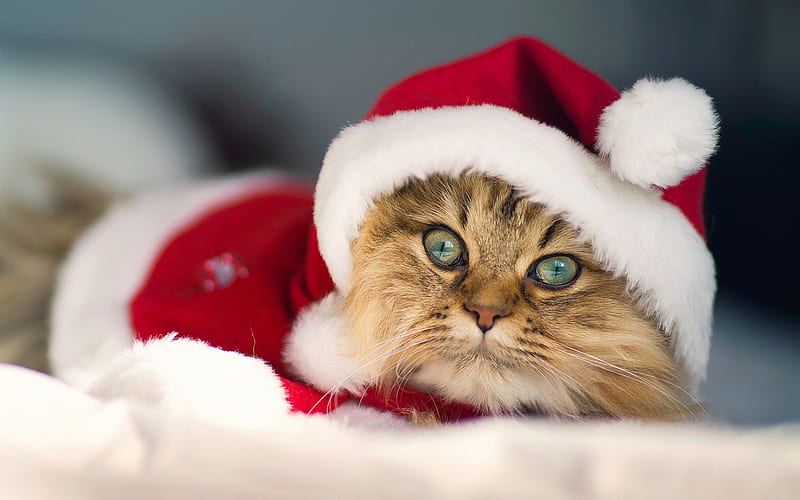 Santa Kitten, santa, christmas, tigers, pets, cats, animals, HD wallpaper