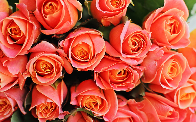 pink roses, buds, bouquet, pink buds, pink flowers, roses, HD wallpaper