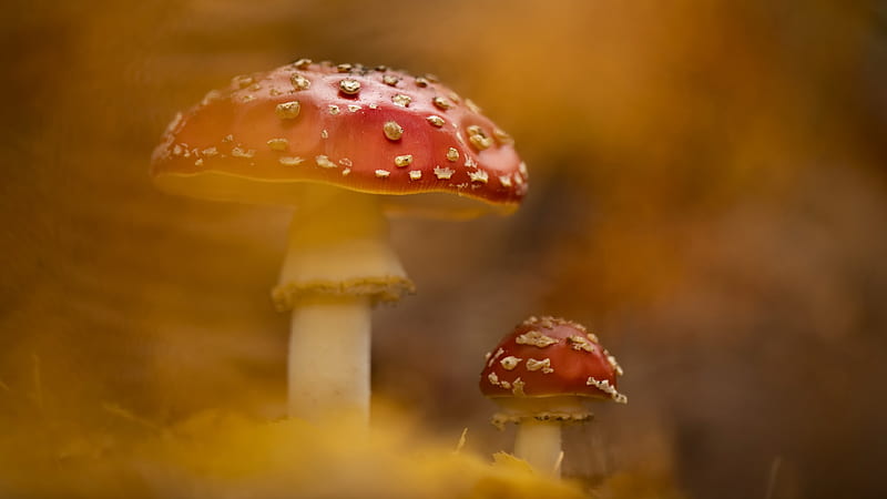 Earth, Mushroom, Fall, Macro, Nature, HD wallpaper