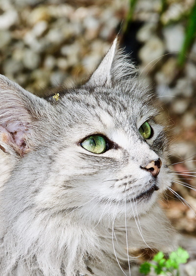 cats, animals, green eyes, cat eyes, HD phone wallpaper