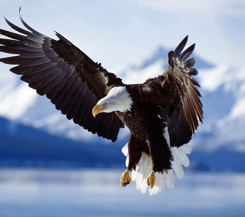 Eagle, flying, HD wallpaper