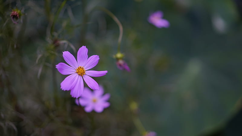 purple cosmos, petals, buds, close-up, Flowers, HD wallpaper