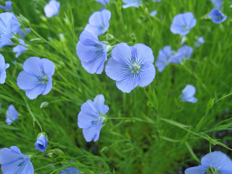 Linen Flowers, green, linen, flowers, field, blue, HD wallpaper