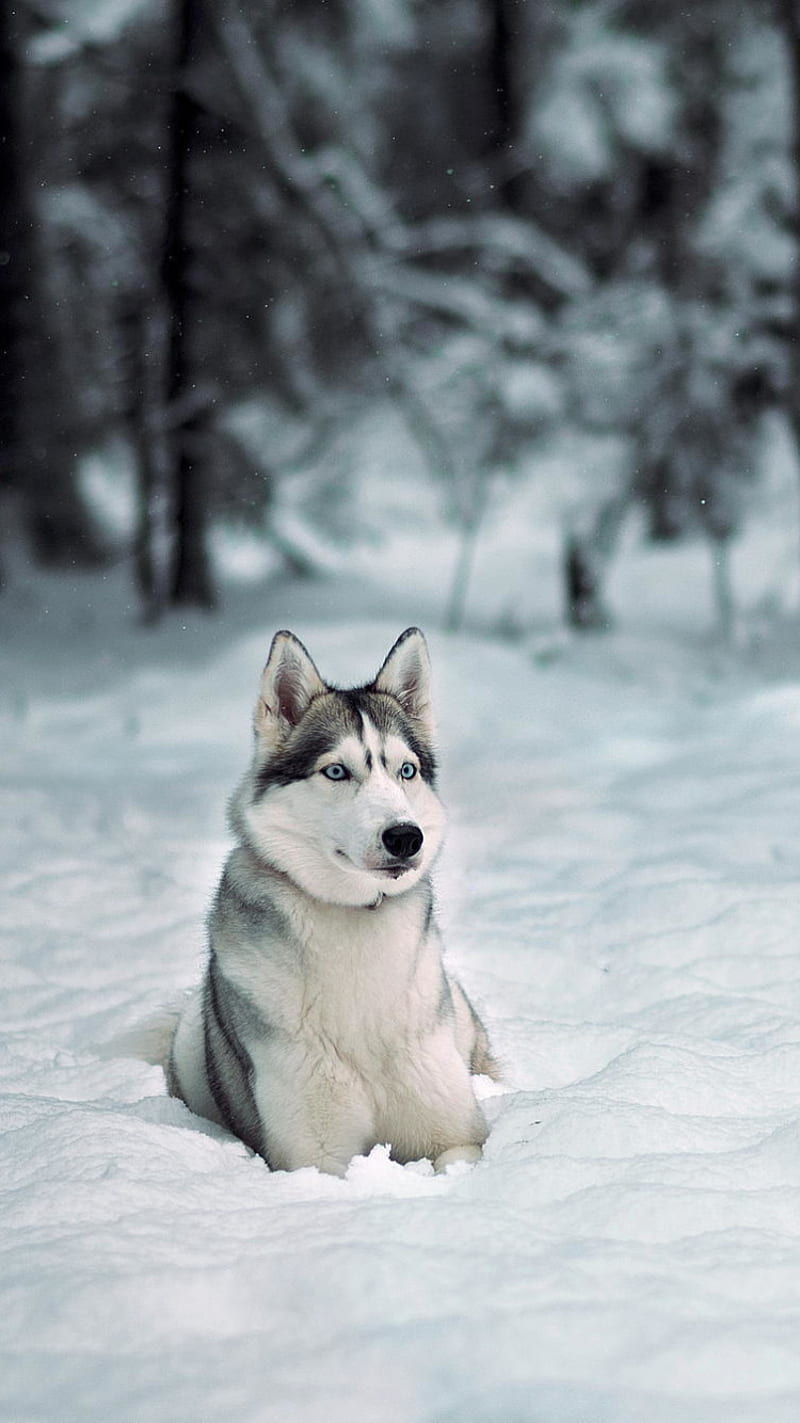 Dog, cute, dogs, husky puppy, sweet, winter, wolf, wolves, HD phone wallpaper