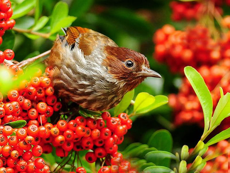 ......... Formosan Bird.........., red, bird, green, brown, fruits, leave, nature, HD wallpaper