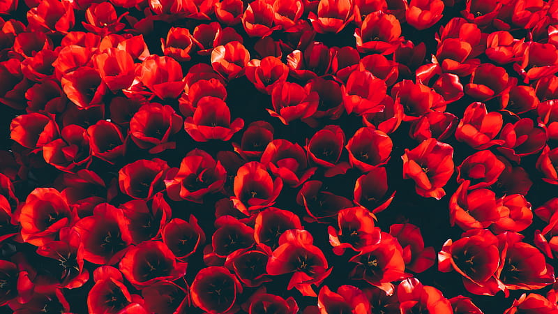 red tulips, petals, flowerbed, Flowers, HD wallpaper