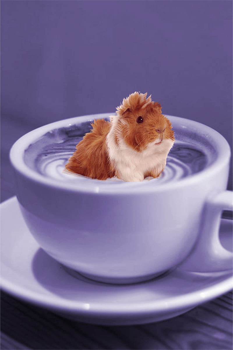 Guineapig Latte, coffee, cosy, cute, funny, guinea, guinea pig, mouse, pet, pig, rodent, HD phone wallpaper