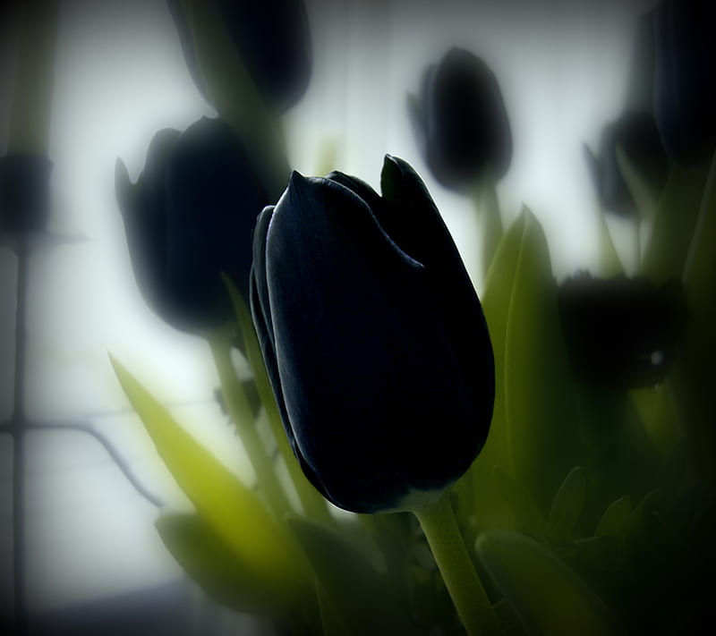 black tulips, lale, black, zisan, HD wallpaper