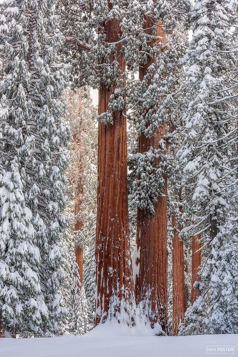 nature, landscape, trees, branch, portrait display, winter, snow, California, sequoias, Max Foster, pine trees, HD phone wallpaper