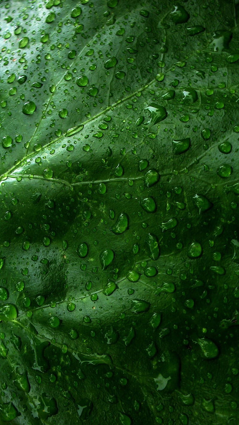 Drops, green, leaf, rain, HD phone wallpaper