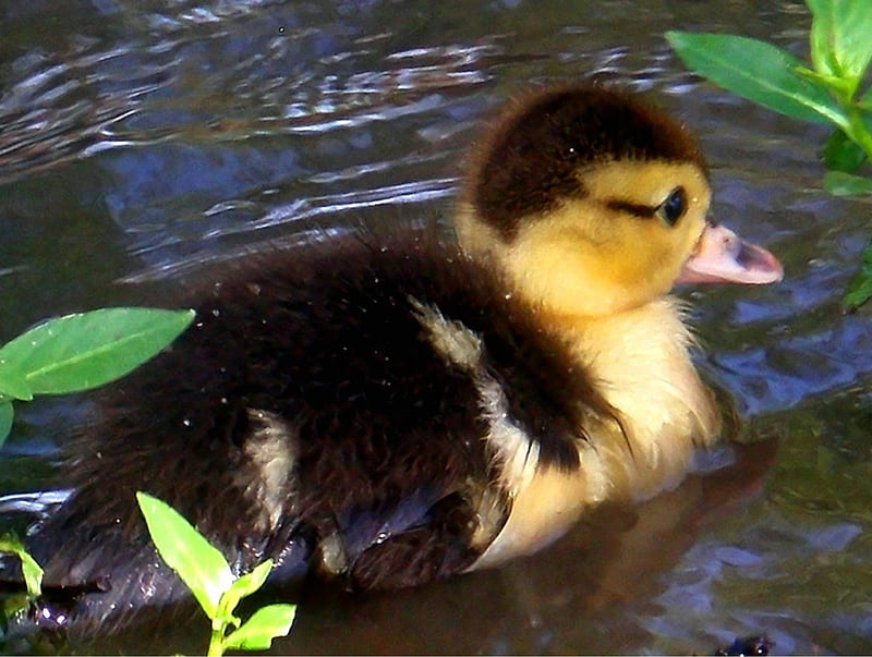 sweet little duckling, baby duck, ducks, duckling, swimmingduck, HD wallpaper