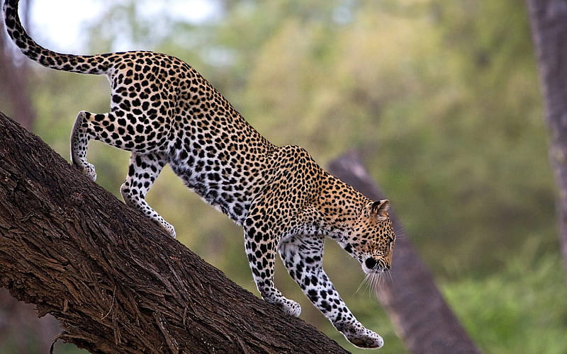 African Leopard Samburu National Reserve Kenya, HD wallpaper
