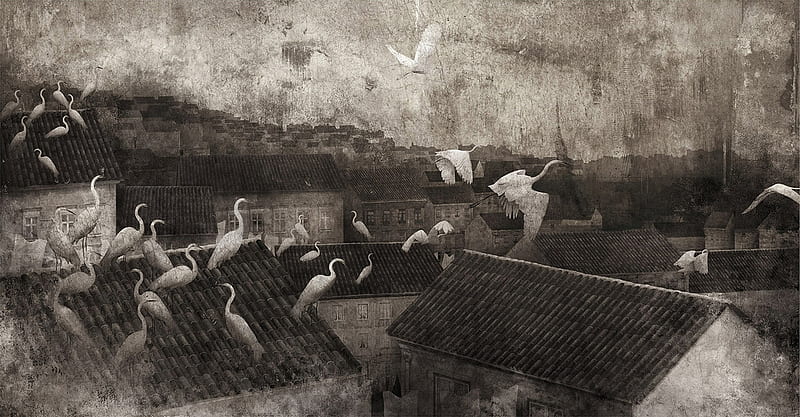 :), white, pictura, view from the top, art, roof, swans lake, luminos, black, gabriel pacheco, fantasy, bird, painting, pasari, HD wallpaper