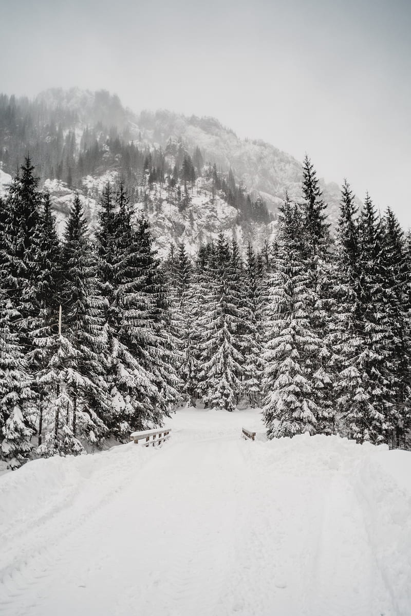 trees, snow, mountain, winter, blizzard, HD phone wallpaper