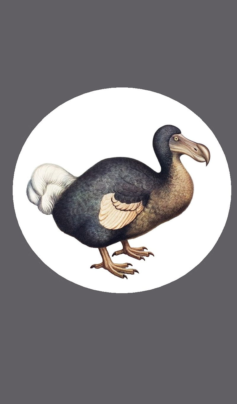 Dodo, birds, dodo bird, extinct, mauritius, HD phone wallpaper | Peakpx