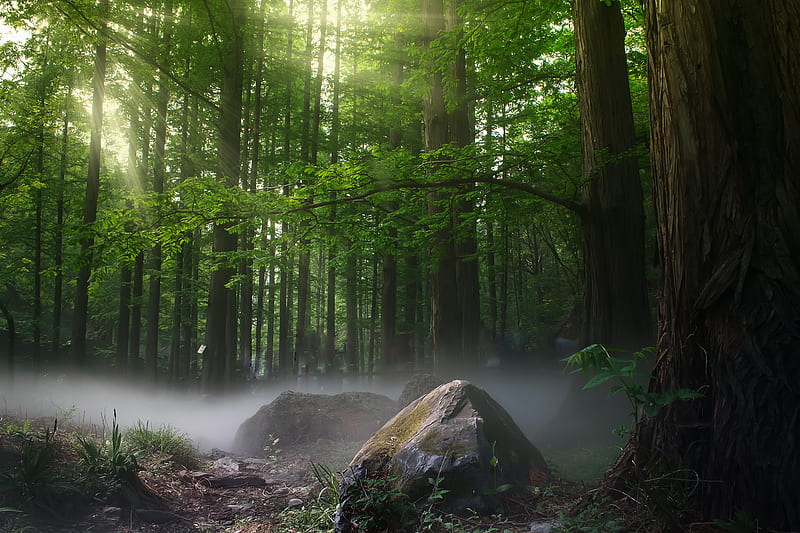 Sunbeams Forest Daylight Covered By Trees, forest, sunbeam, nature, trees, nature, HD wallpaper