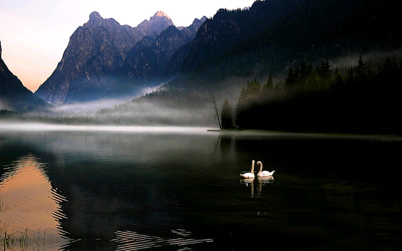 LOVE BIRDS, mountain, love, river, misty, white, swans, pair, mist, HD wallpaper