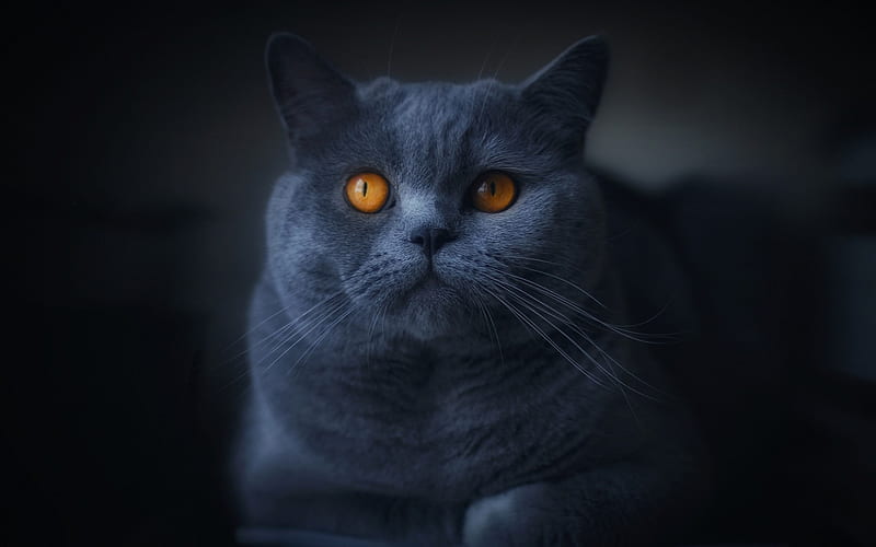 British shorthair cat, gray cat, big eyes, domestic cats, pets, HD wallpaper