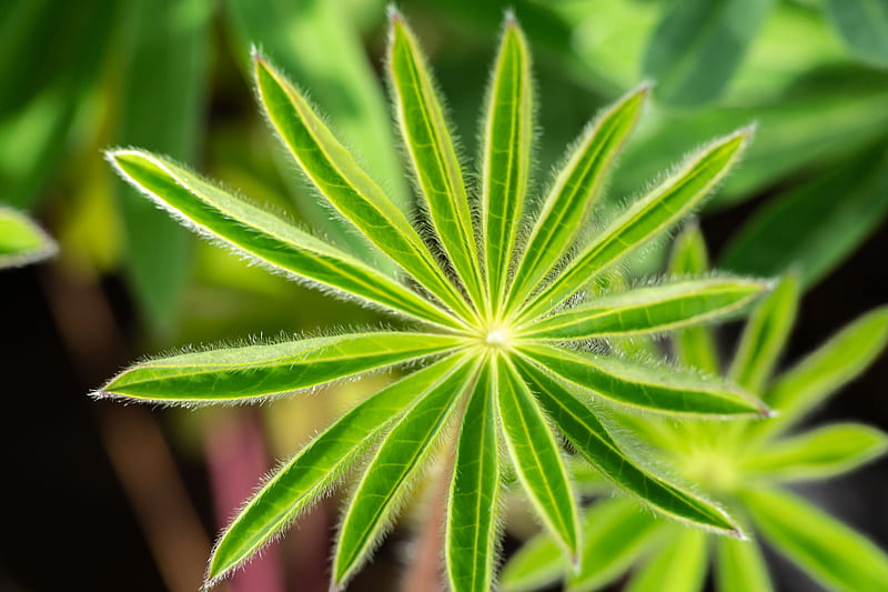 green plant in macro lens, HD wallpaper