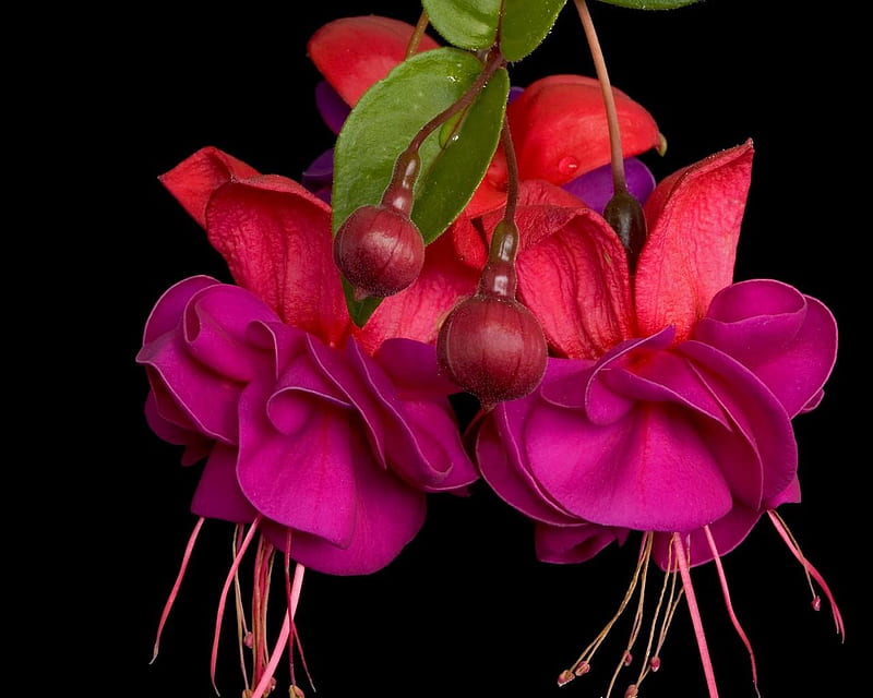 Fushia. jpg, red, purple, flowers, fushia, pink, HD wallpaper